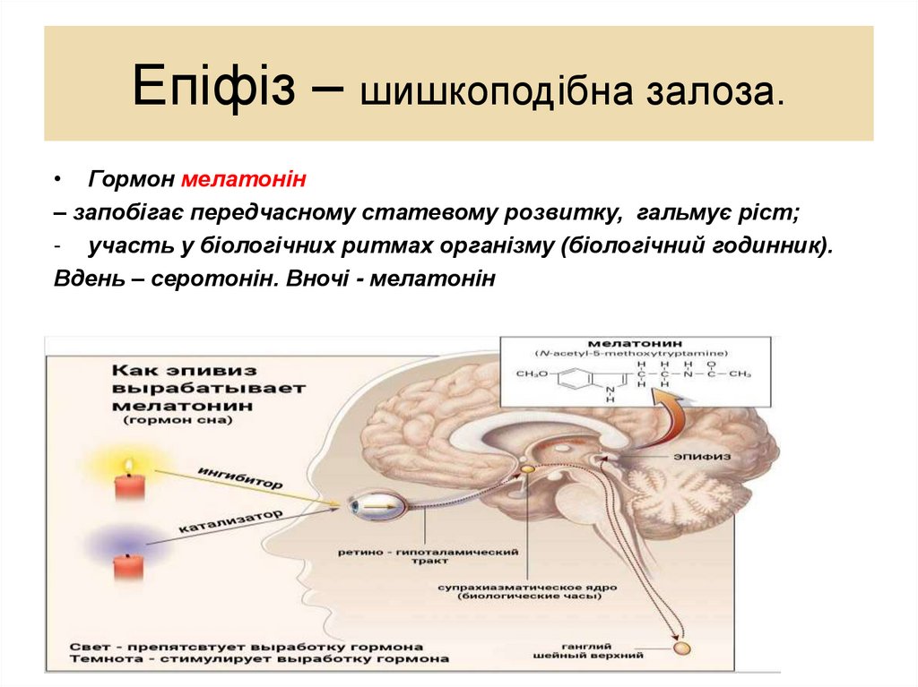 Епіфіз – шишкоподібна залоза.