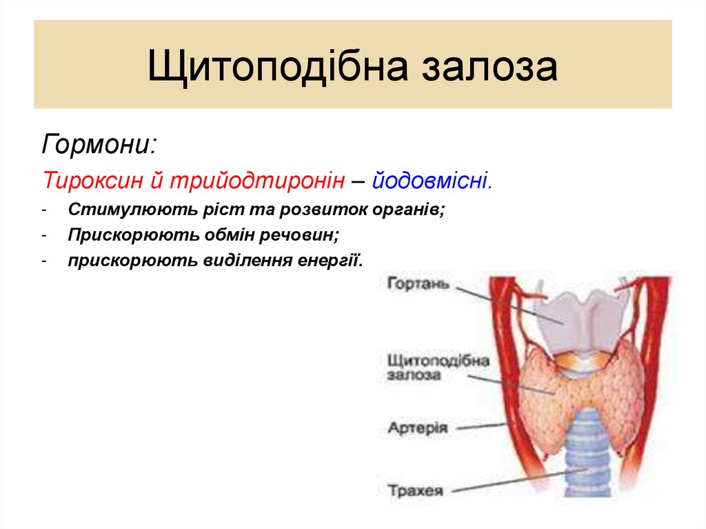 Щитоподібна залоза