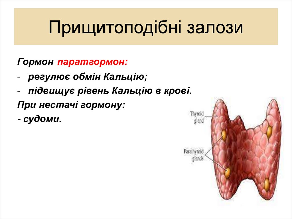 Прищитоподібні залози