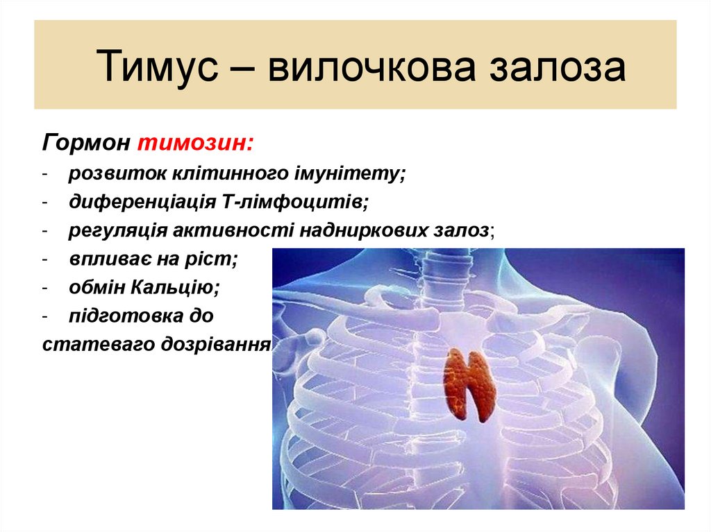 Тимус – вилочкова залоза