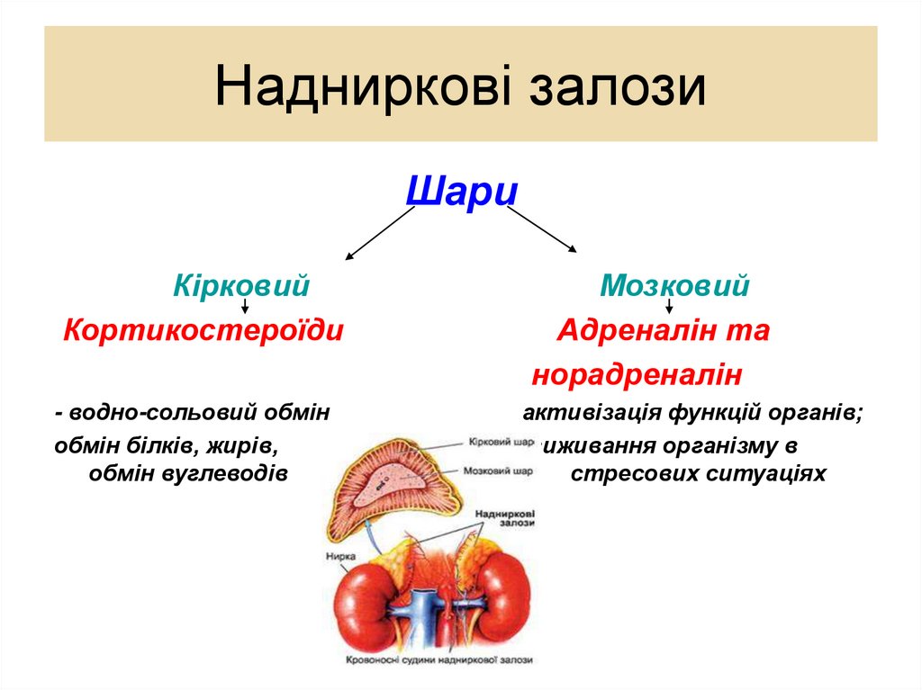 Надниркові залози