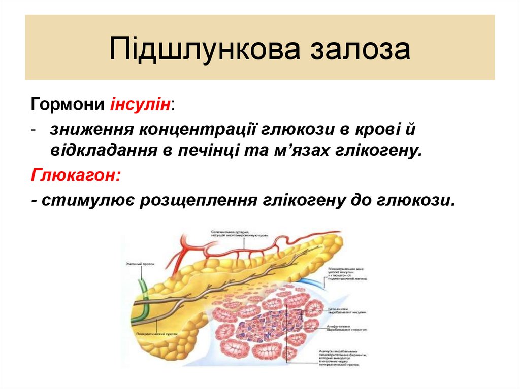 Підшлункова залоза