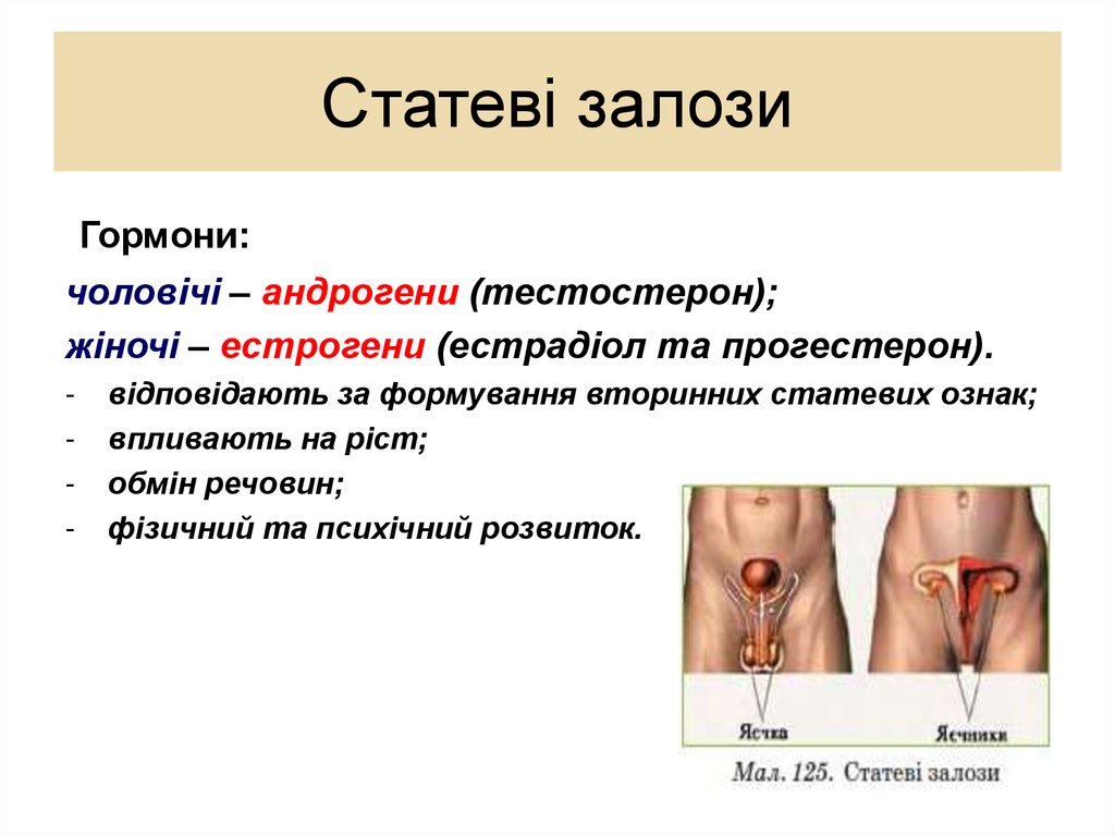 Статеві залози