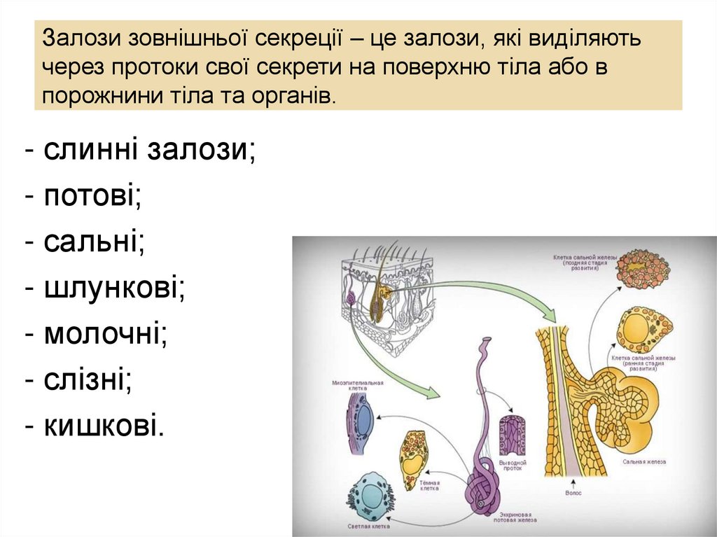 Залози зовнішньої секреції – це залози, які виділяють через протоки свої секрети на поверхню тіла або в порожнини тіла та