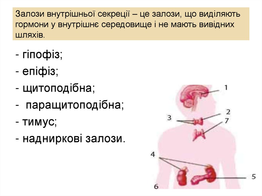Залози внутрішньої секреції – це залози, що виділяють гормони у внутрішнє середовище і не мають вивідних шляхів.