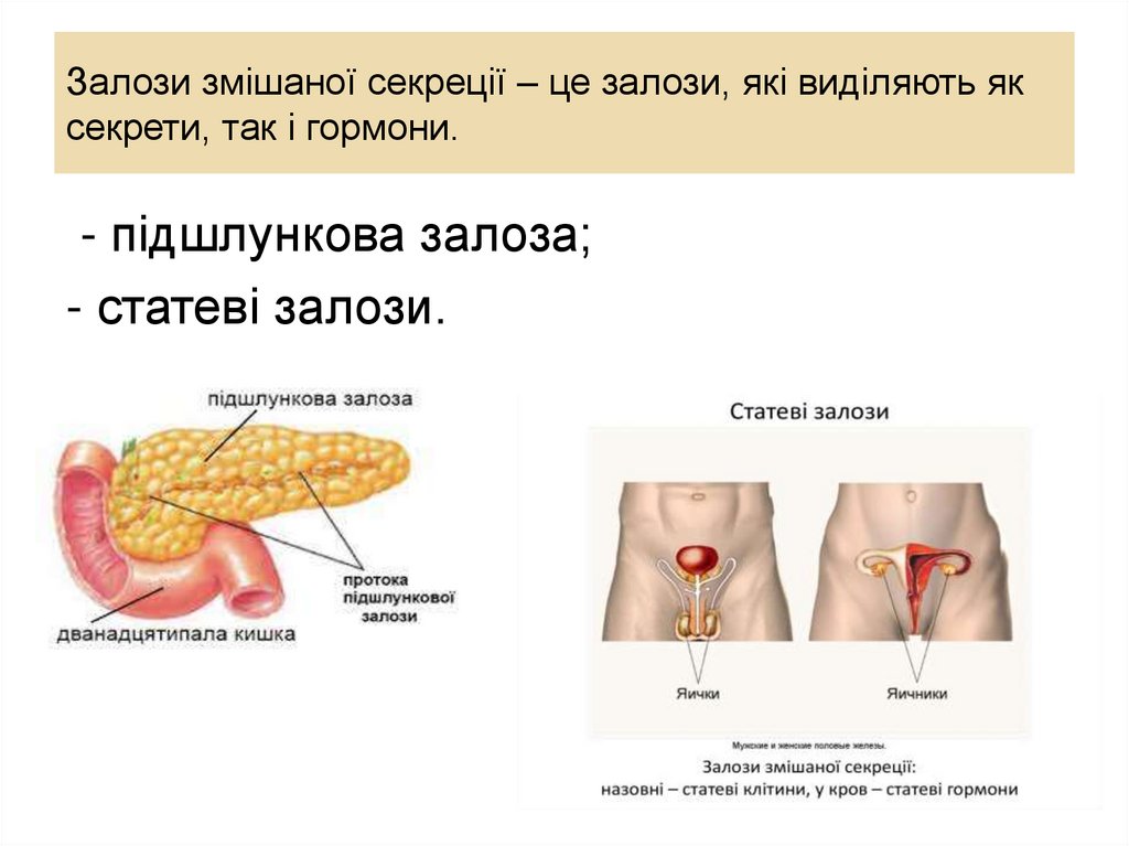 Залози змішаної секреції – це залози, які виділяють як секрети, так і гормони.