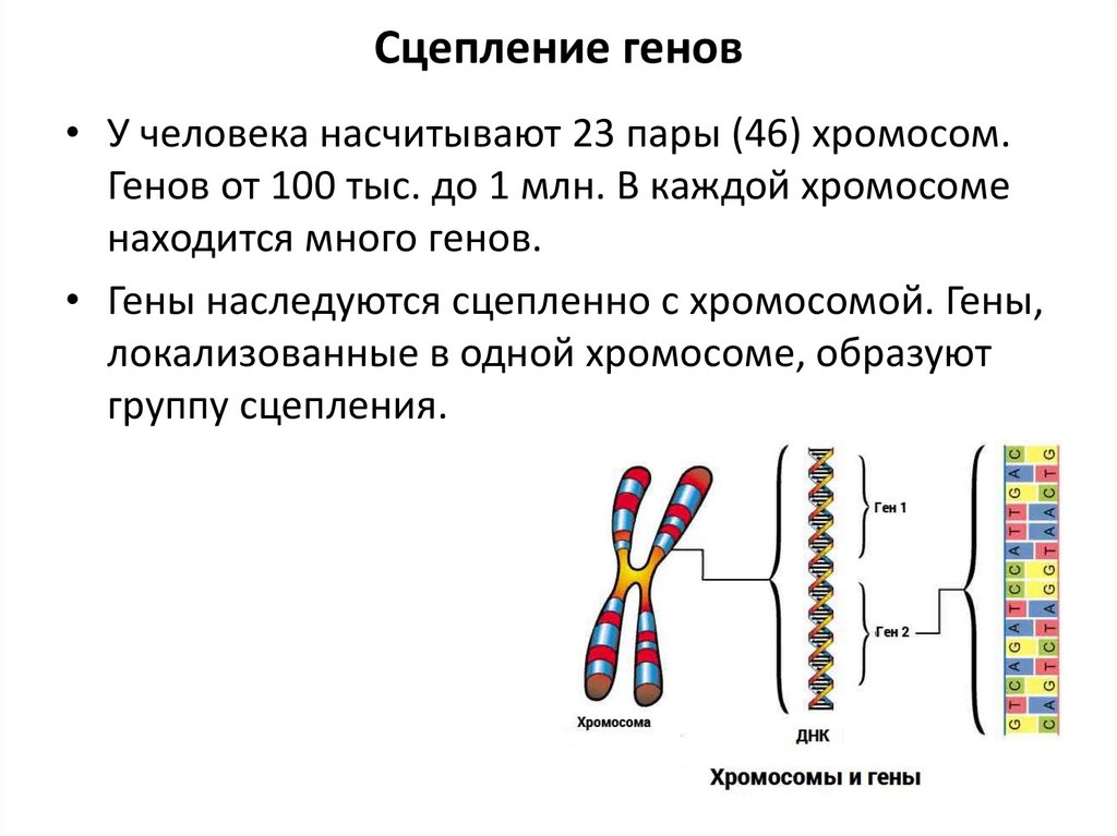 Сцепление генов