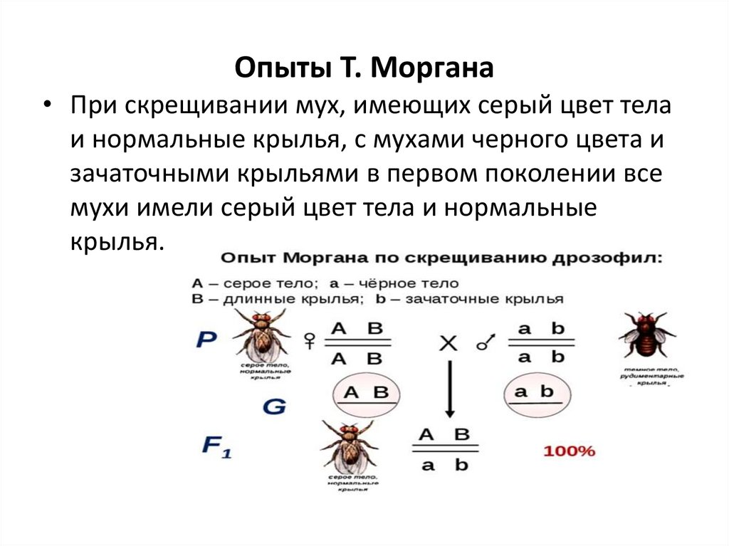 Опыты Т. Моргана