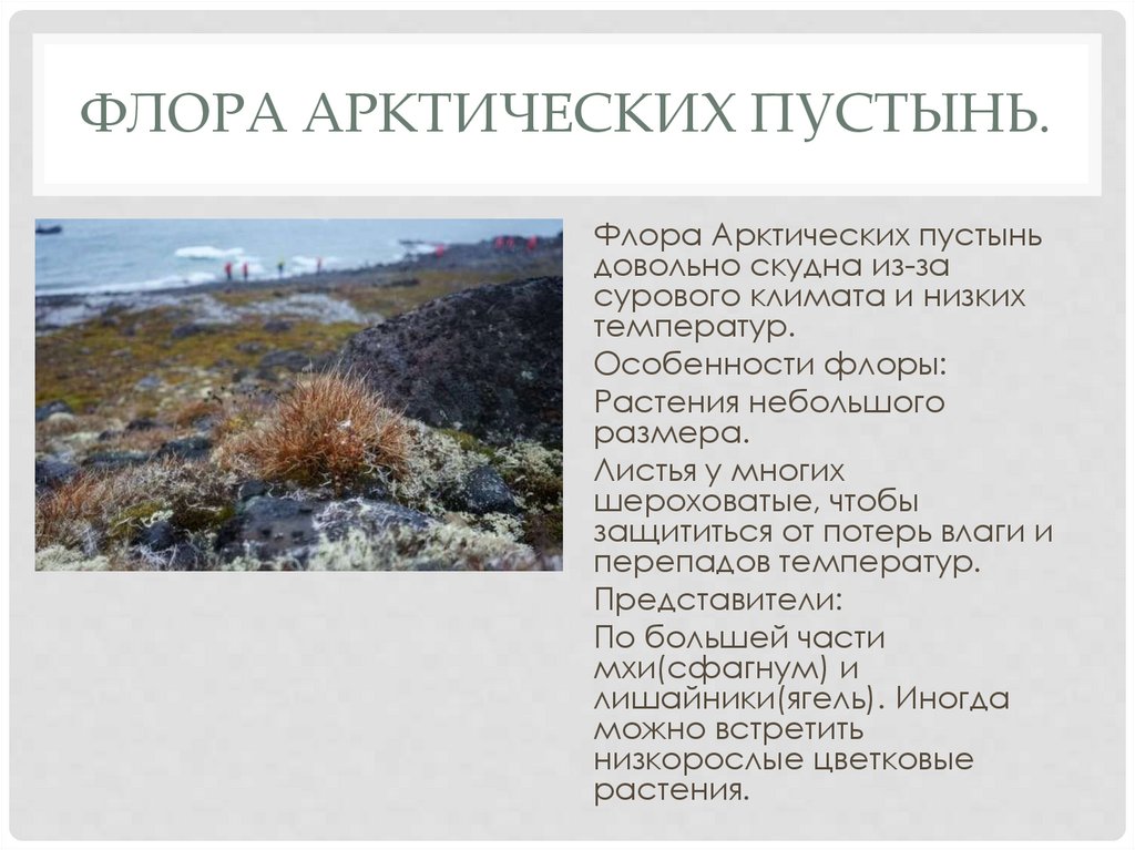 Флора Арктических пустынь.