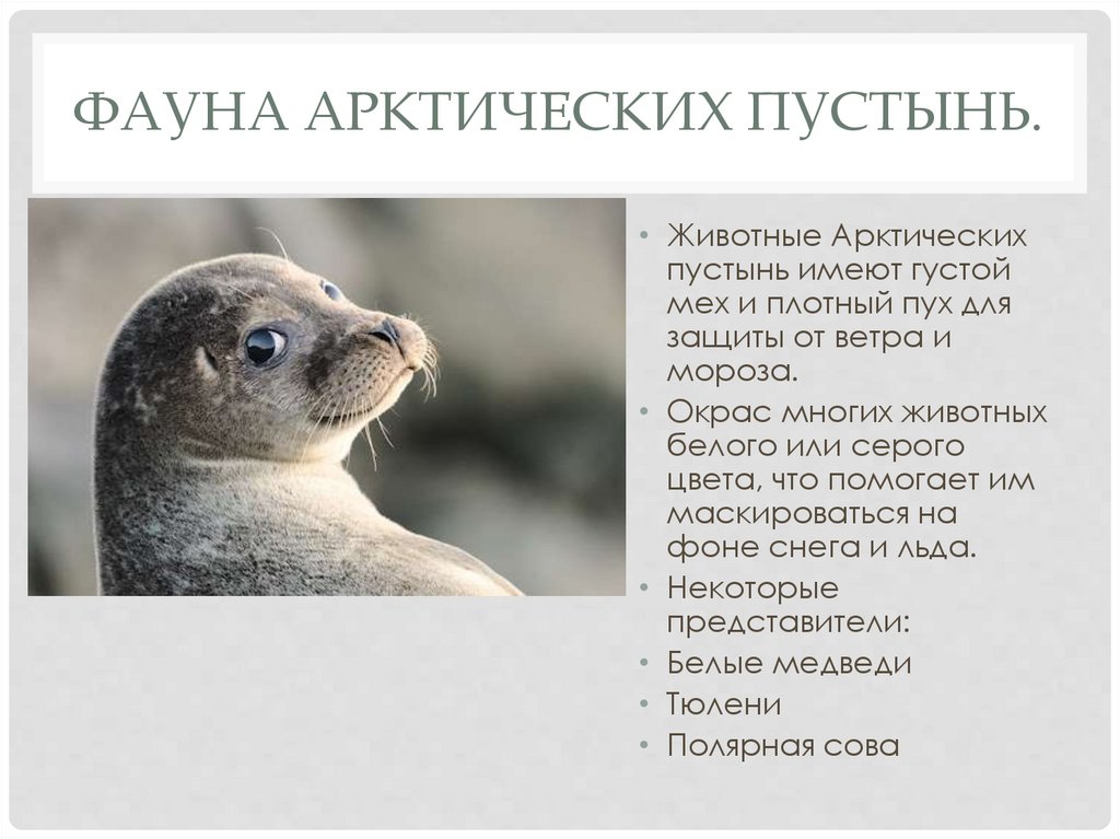 Фауна арктических пустынь.