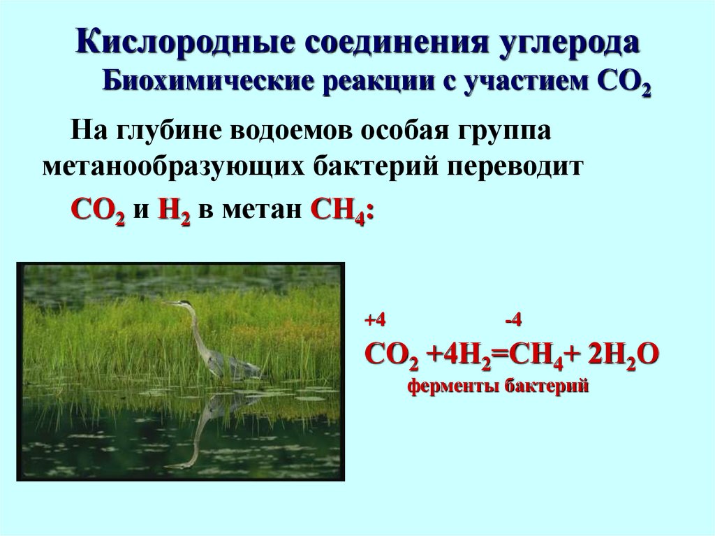 Кислородные соединения углерода