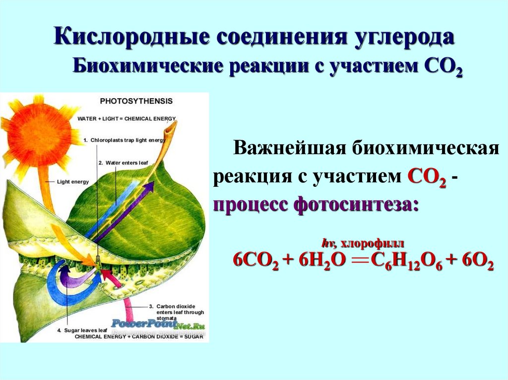 Кислородные соединения углерода