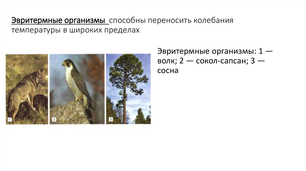 Эвритермные организмы способны переносить колебания температуры в широких пределах