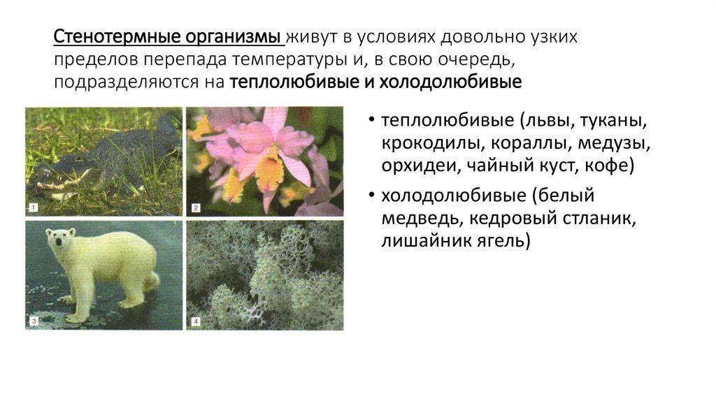 Стенотермные организмы живут в условиях довольно узких пределов перепада температуры и, в свою очередь, подразделяются на