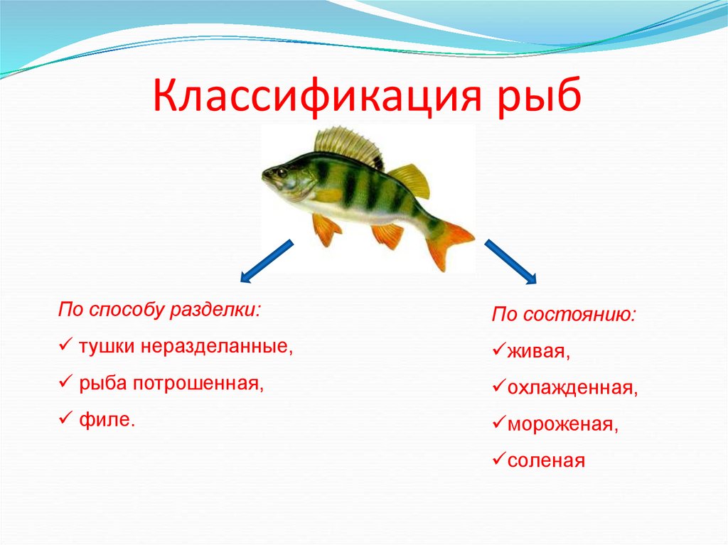 Классификация рыб