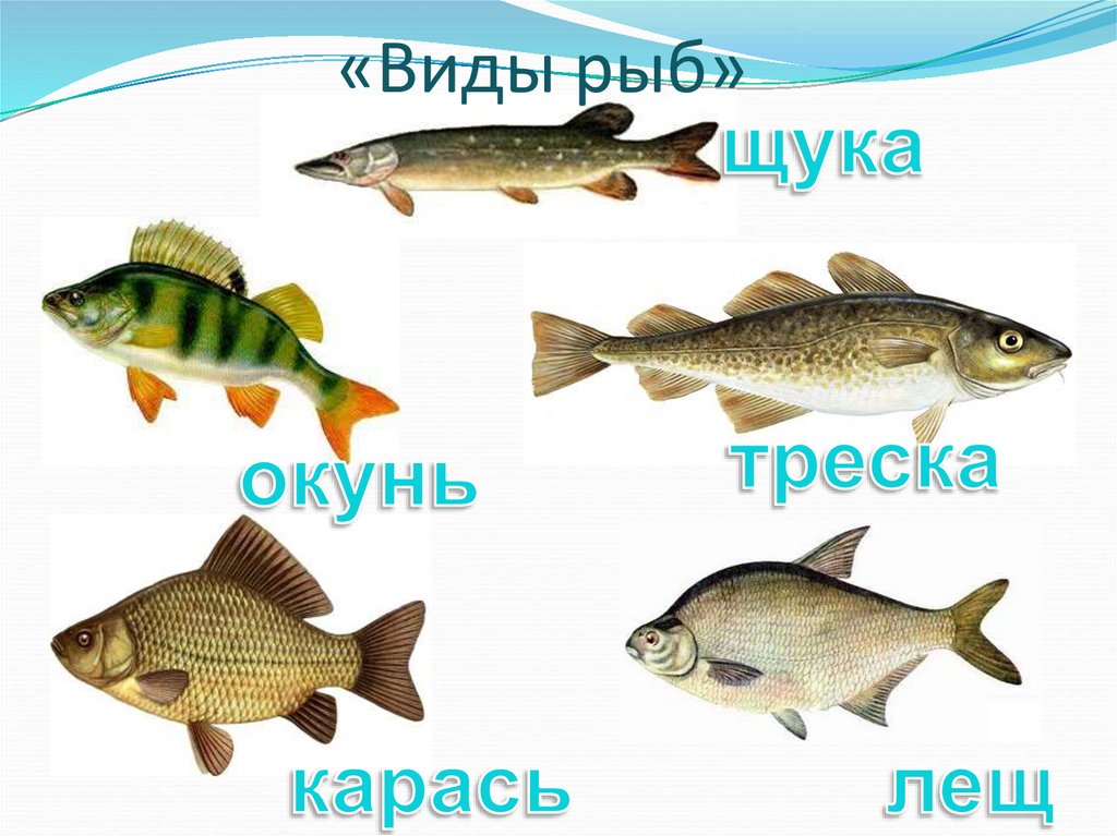 «Виды рыб»