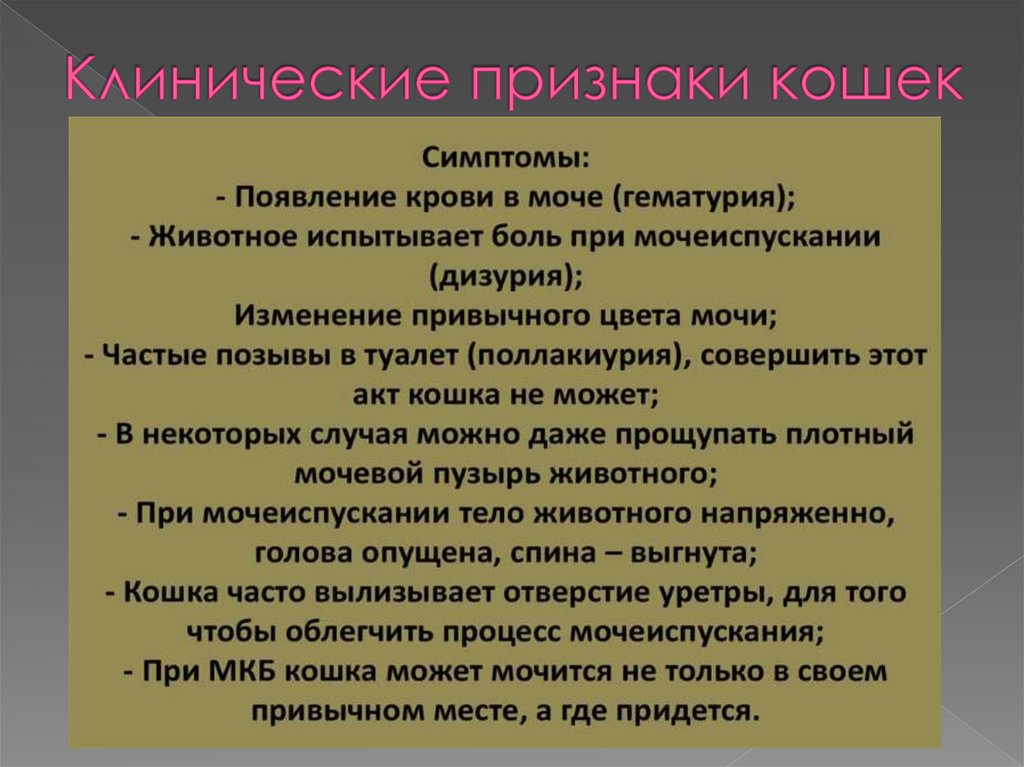 Клинические признаки кошек