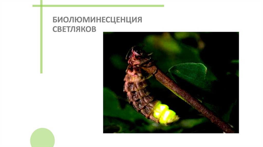 БИОЛЮМИНЕСЦЕНЦИЯ СВЕТЛЯКОВ
