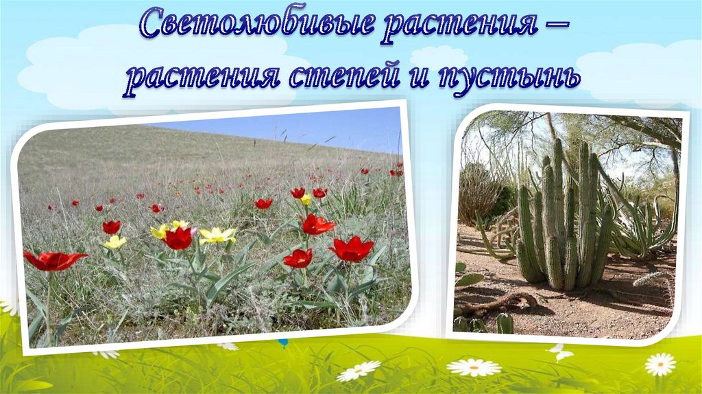 Светолюбивые растения – растения степей и пустынь