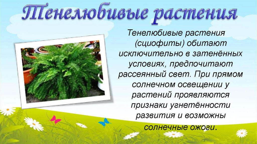 Тенелюбивые растения