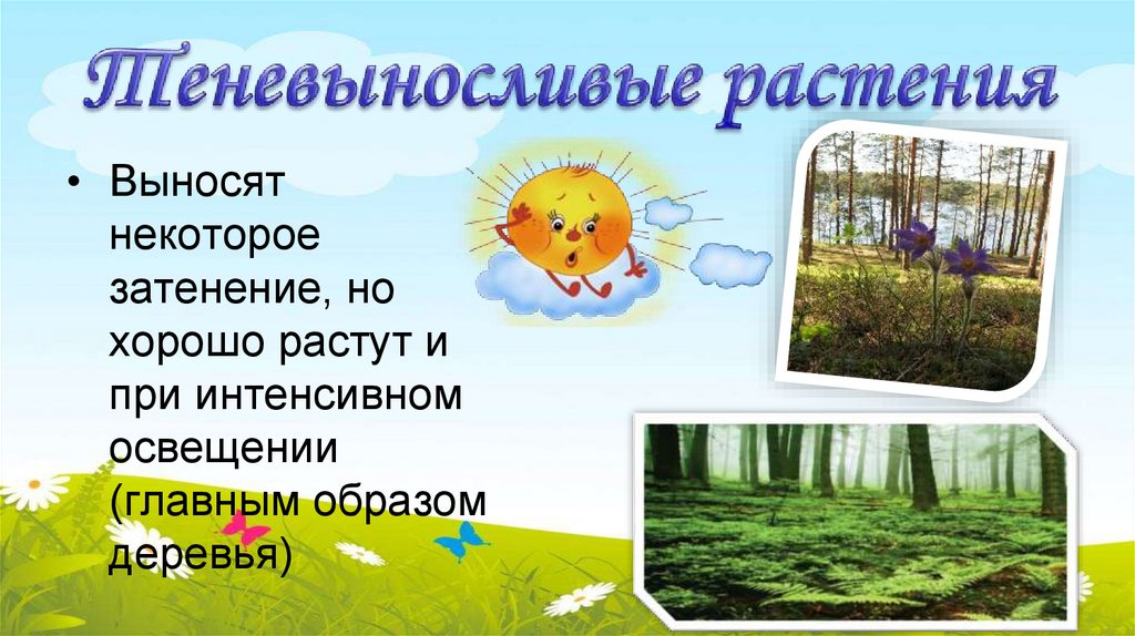 Теневыносливые растения