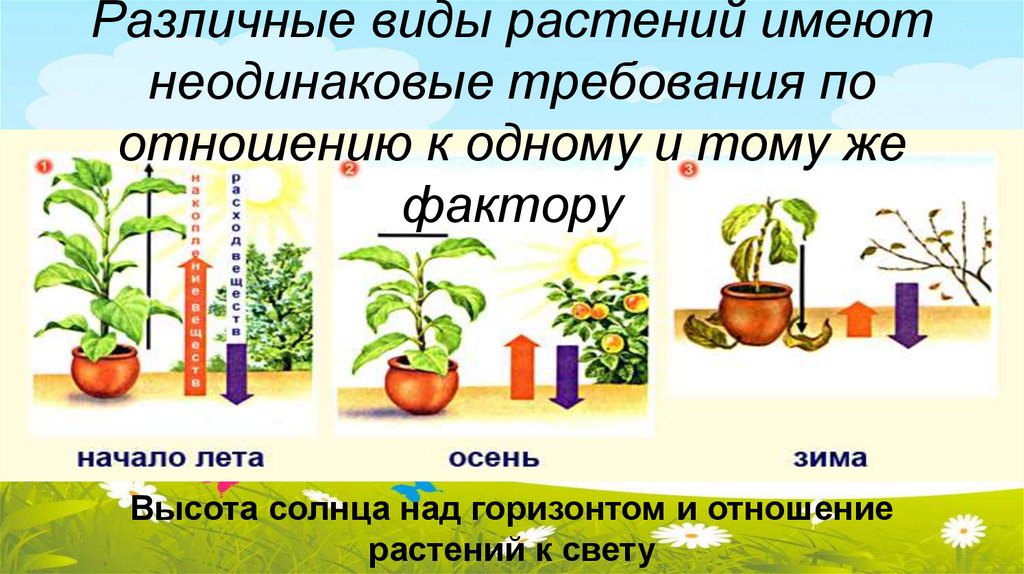 Различные виды растений имеют неодинаковые требования по отношению к одному и тому же фактору