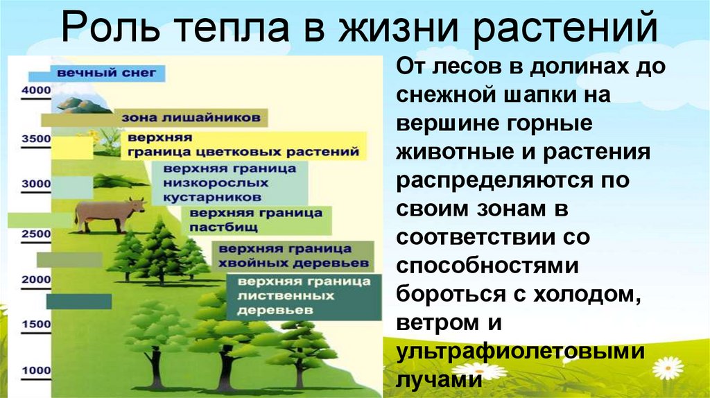 Роль тепла в жизни растений