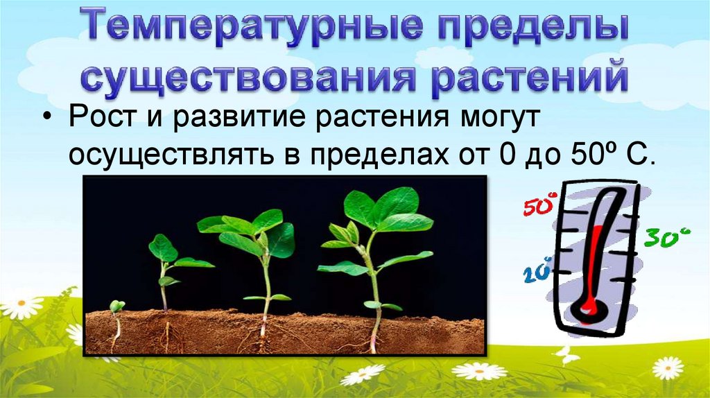 Температурные пределы существования растений