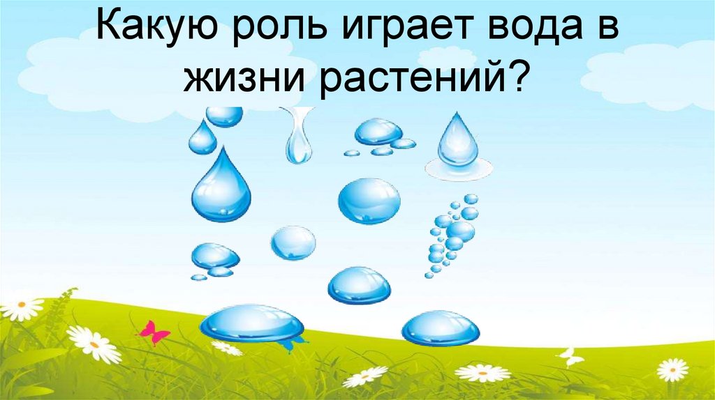 Какую роль играет вода в жизни растений?
