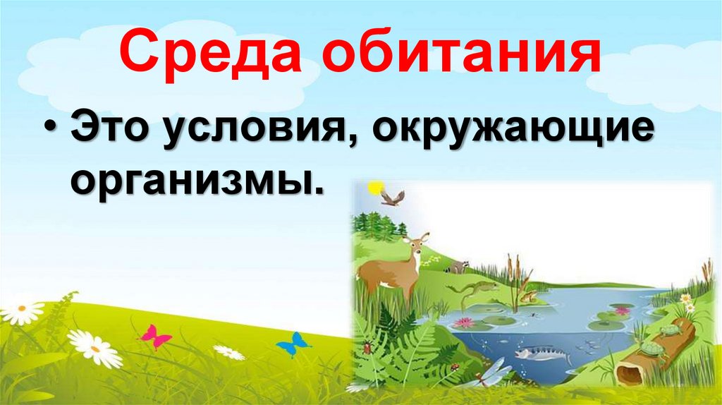 Среда обитания