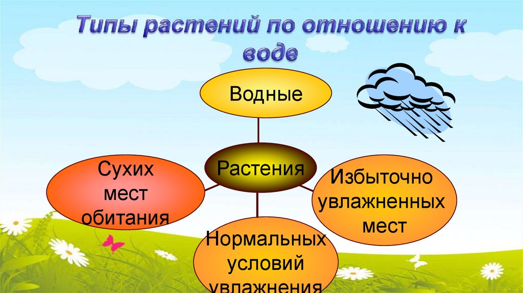 Типы растений по отношению к воде