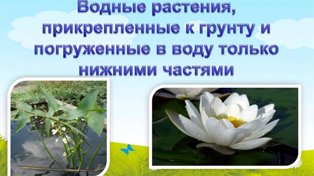 Водные растения, прикрепленные к грунту и погруженные в воду только нижними частями