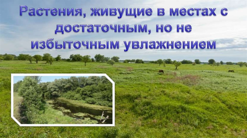 Растения, живущие в местах с достаточным, но не избыточным увлажнением