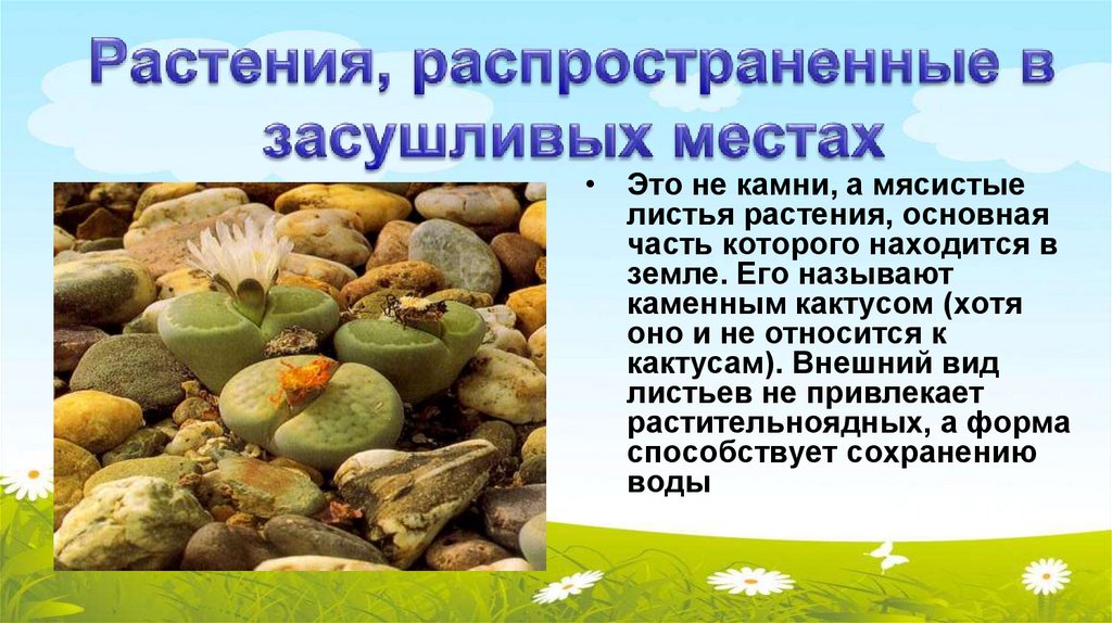 Растения, распространенные в засушливых местах