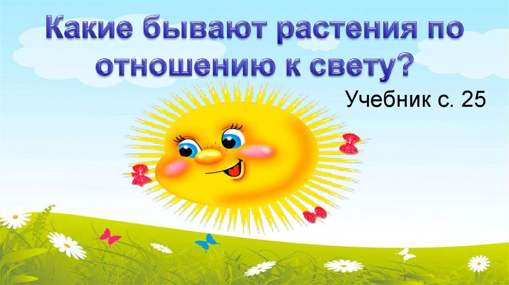 Какие бывают растения по отношению к свету?