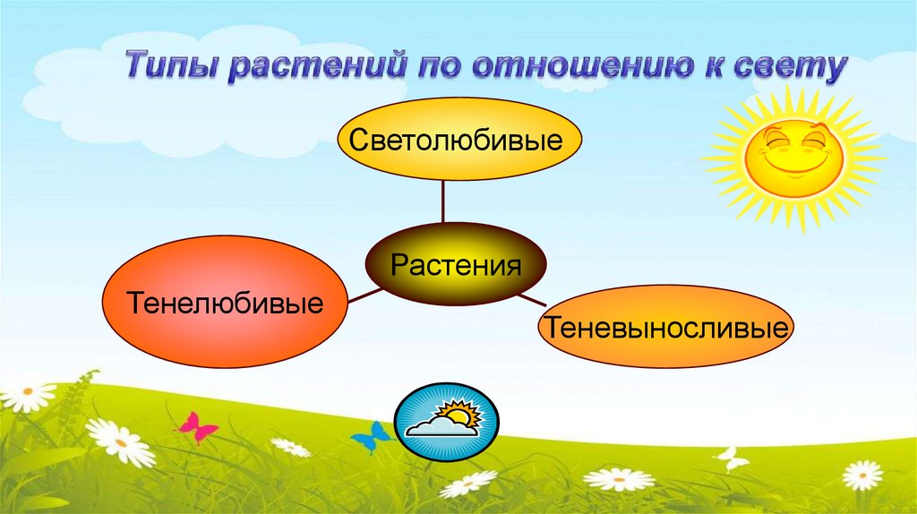 Типы растений по отношению к свету