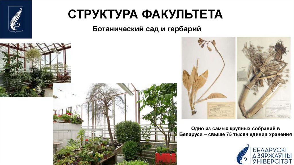 СТРУКТУРА ФАКУЛЬТЕТА