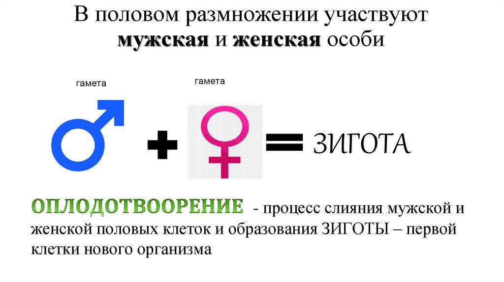 В половом размножении участвуют мужская и женская особи