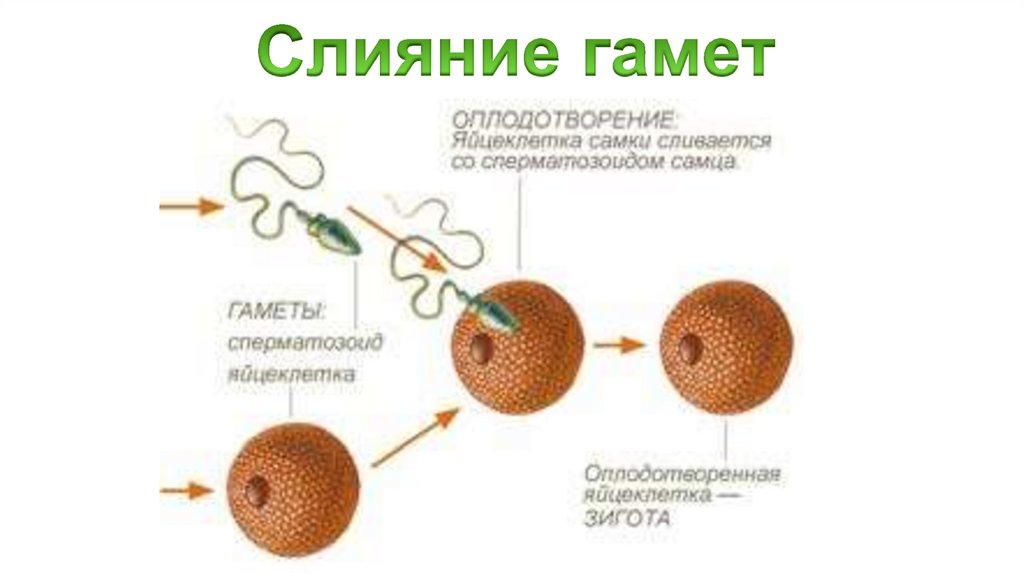 Слияние гамет
