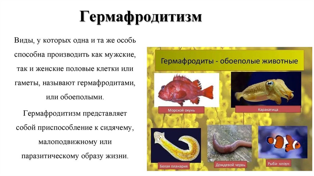 Гермафродитизм