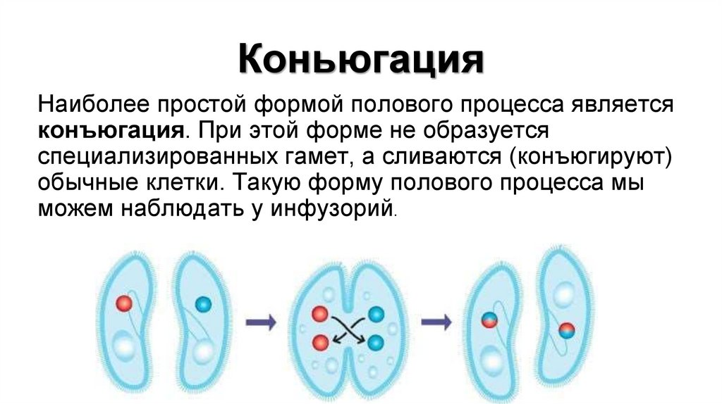 Коньюгация