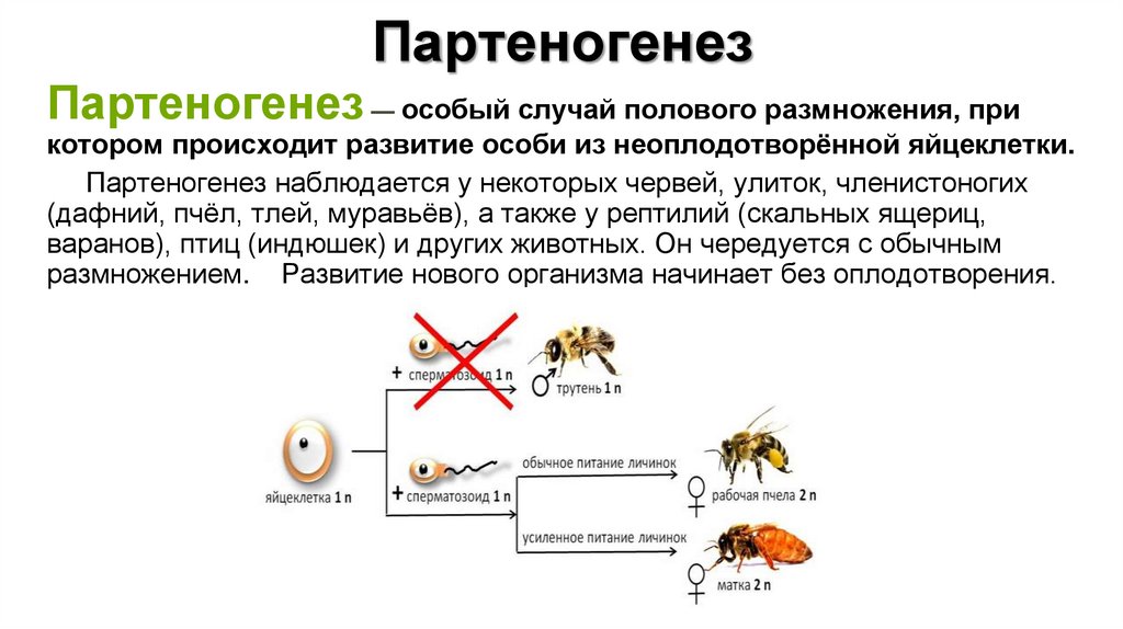 Партеногенез