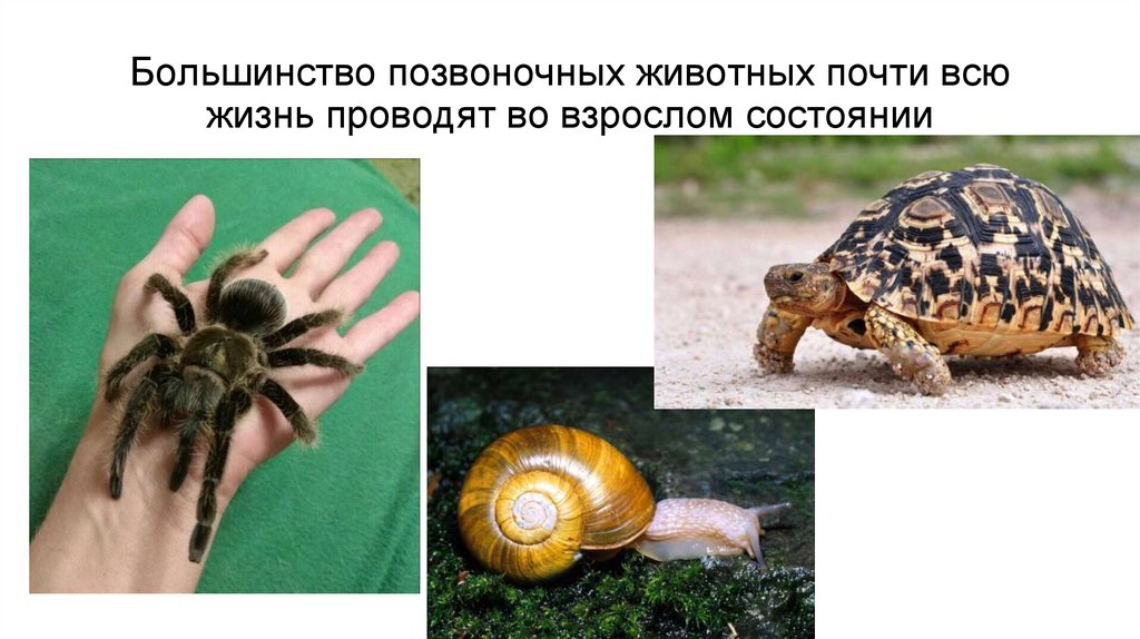 Большинство позвоночных животных почти всю жизнь проводят во взрослом состоянии