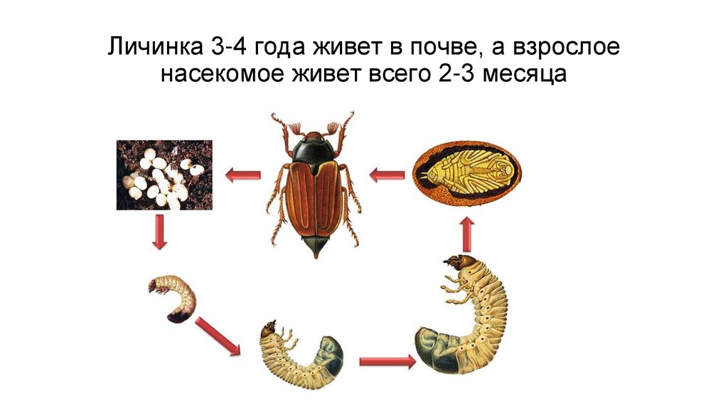 Личинка 3-4 года живет в почве, а взрослое насекомое живет всего 2-3 месяца