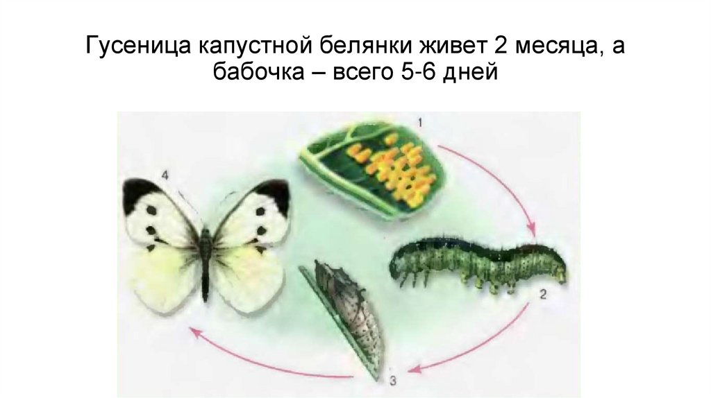 Гусеница капустной белянки живет 2 месяца, а бабочка – всего 5-6 дней
