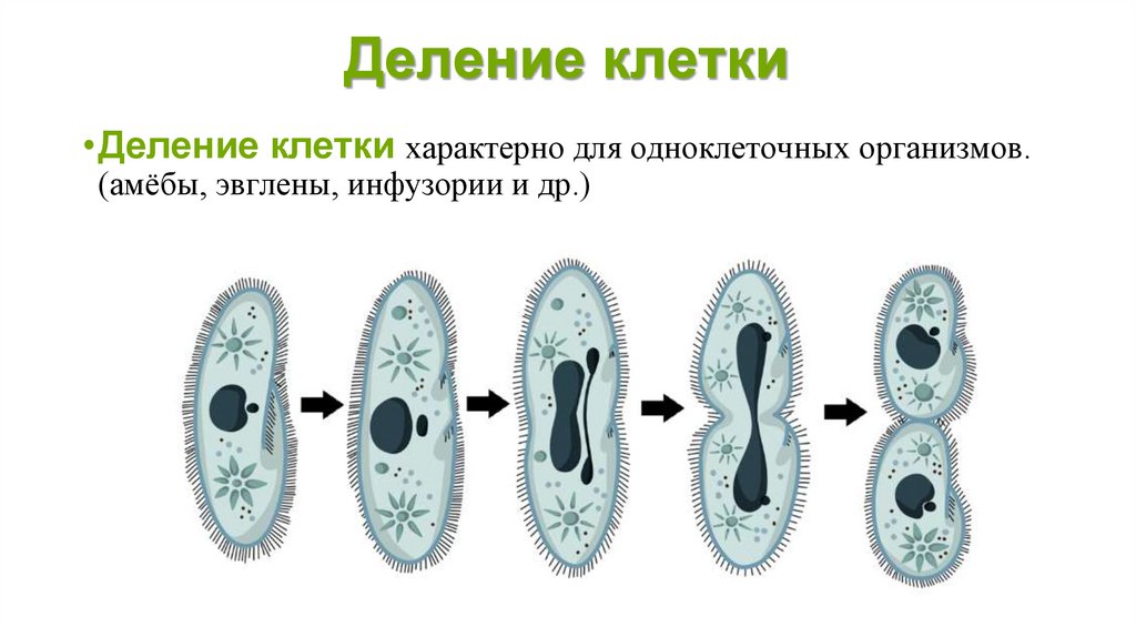 Деление клетки