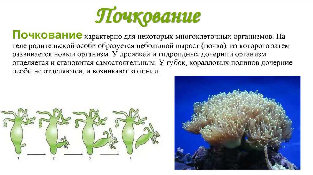 Почкование