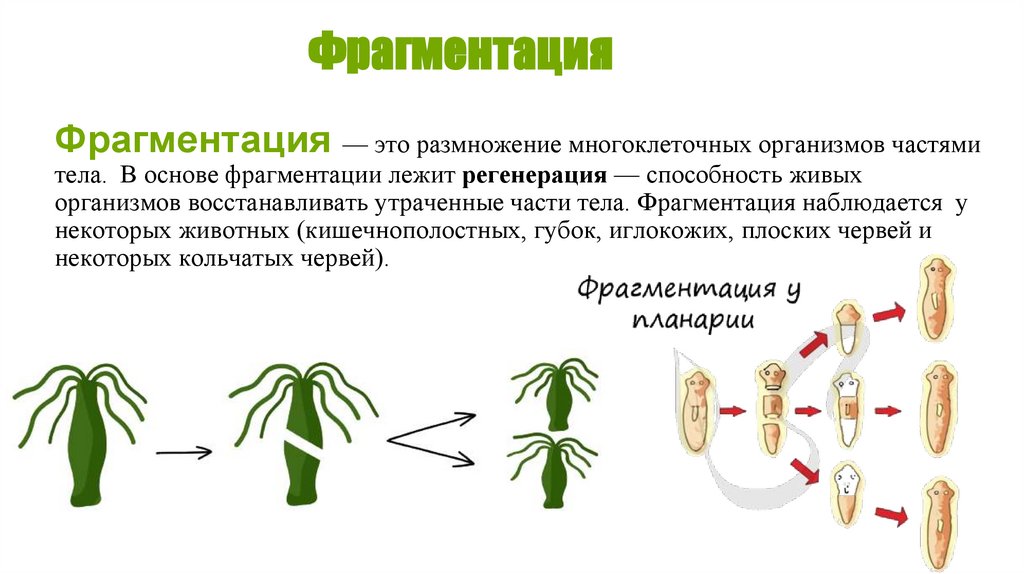 Фрагментация