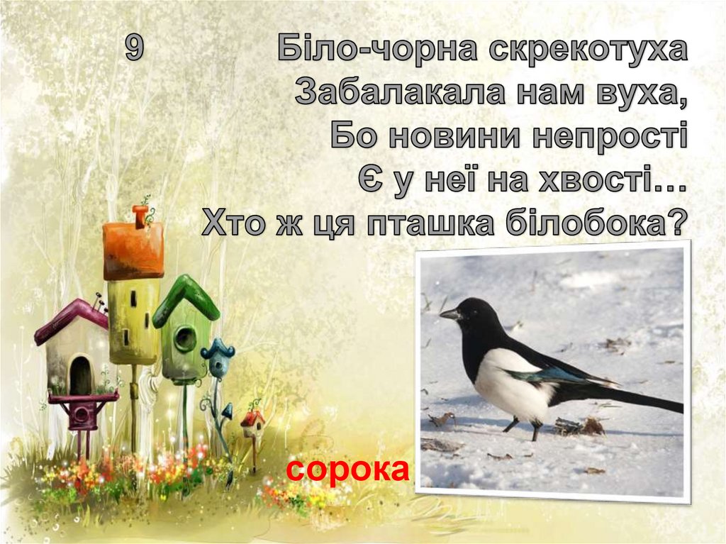 9 Біло-чорна скрекотуха Забалакала нам вуха, Бо новини непрості Є у неї на хвості… Хто ж ця пташка білобока?