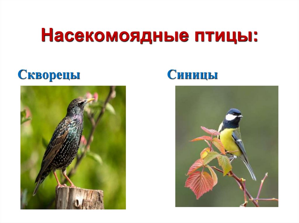 Насекомоядные птицы: